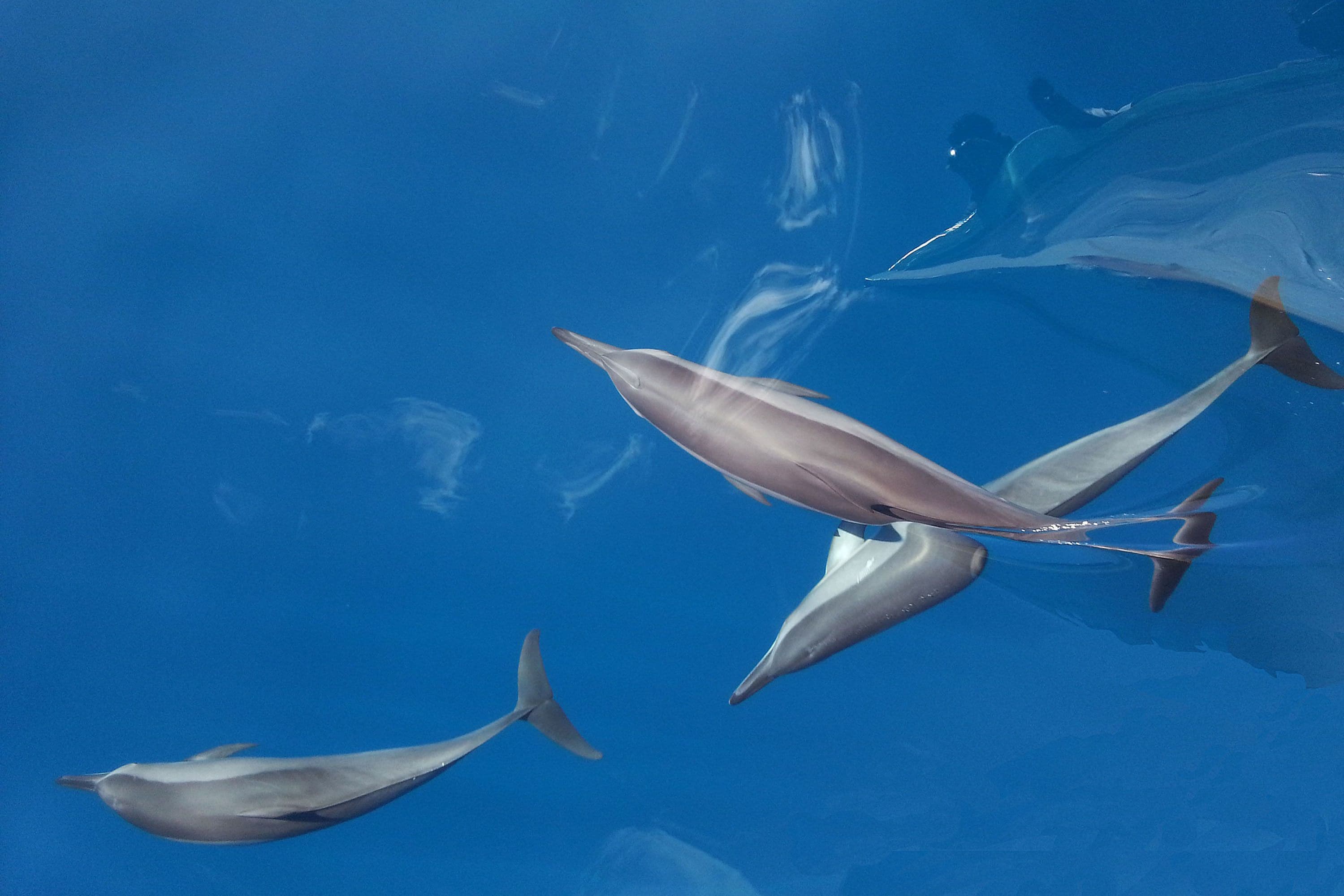 Tre delfini nuotano in acque cristalline blu.