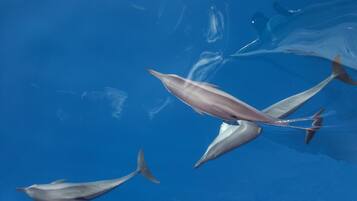 Tre delfini nuotano in acque cristalline blu.