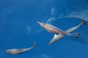 Tre delfini nuotano in acque cristalline blu.