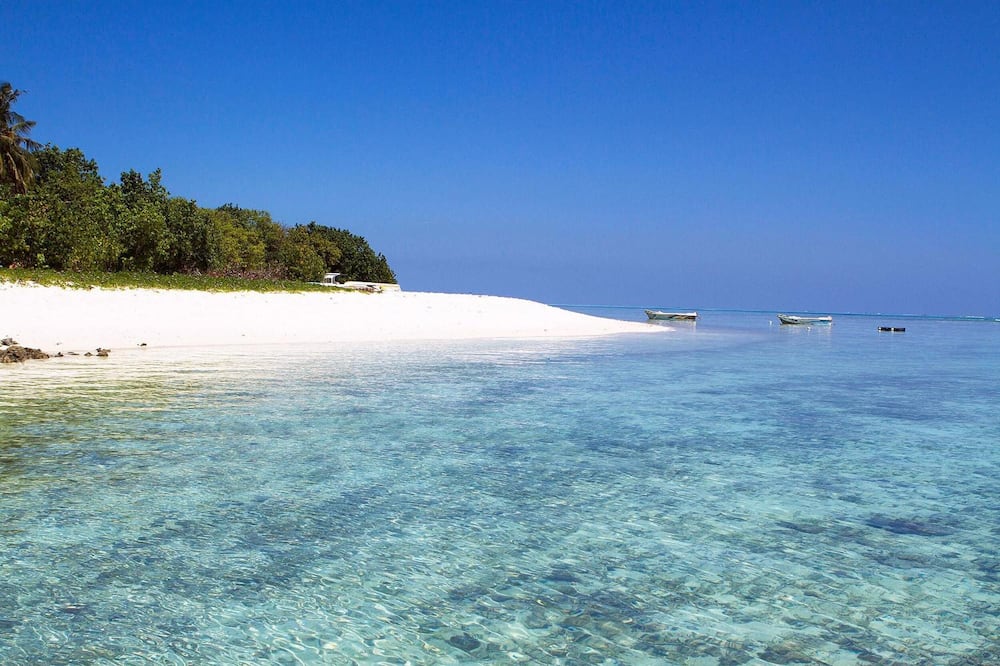 Tropic Tree Hotel Maldives