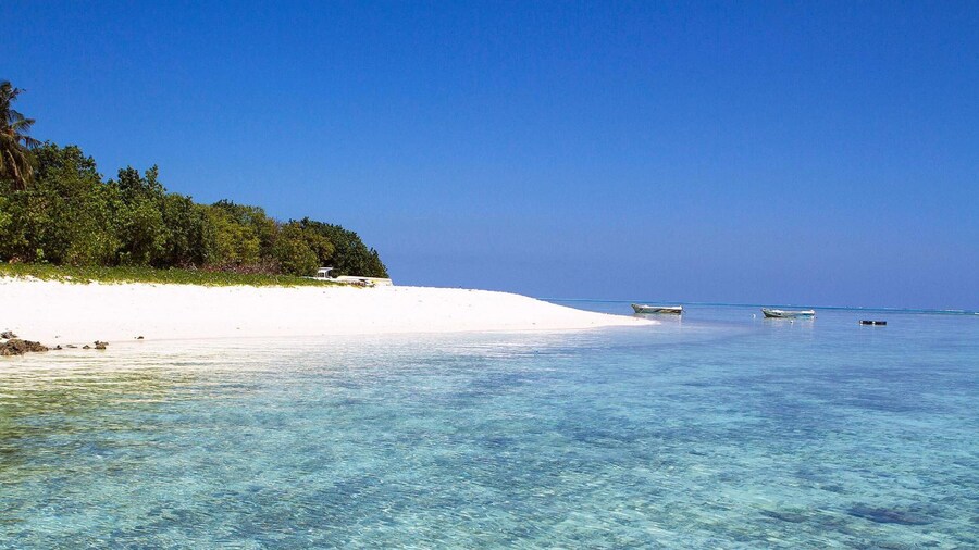 Tropic Tree Hotel Maldives