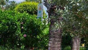 Una silla de madera en un jardín con una palmera y un letrero al fondo.