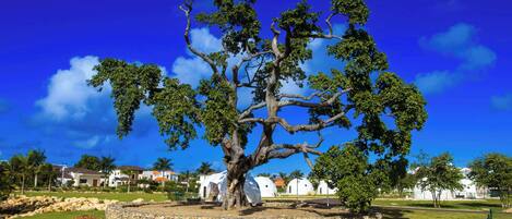 A large tree in a well-maintained grassy area with white buildings in the background.