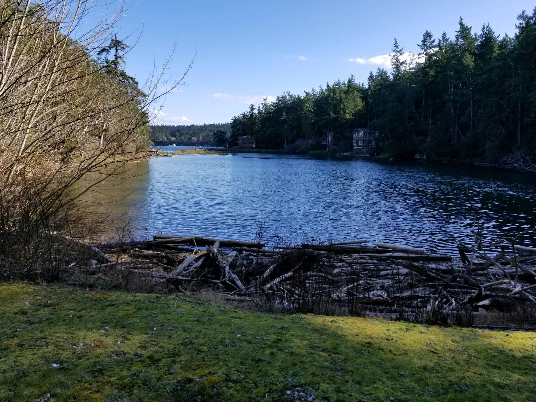 Ein friedlicher Seeblick mit einer grünen Vordergrundwiese, einem dichten Wald im Hintergrund und einem klaren Himmel.
