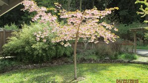 Un jardín con un árbol floreciente, una valla de madera y un muro de piedra.