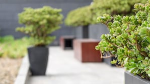 A row of potted plants in a modern outdoor setting.