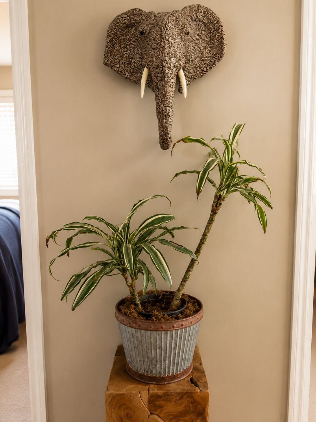 A potted plant with variegated leaves on a wooden stand, a textured elephant head decoration on the wall, and a beige wall.