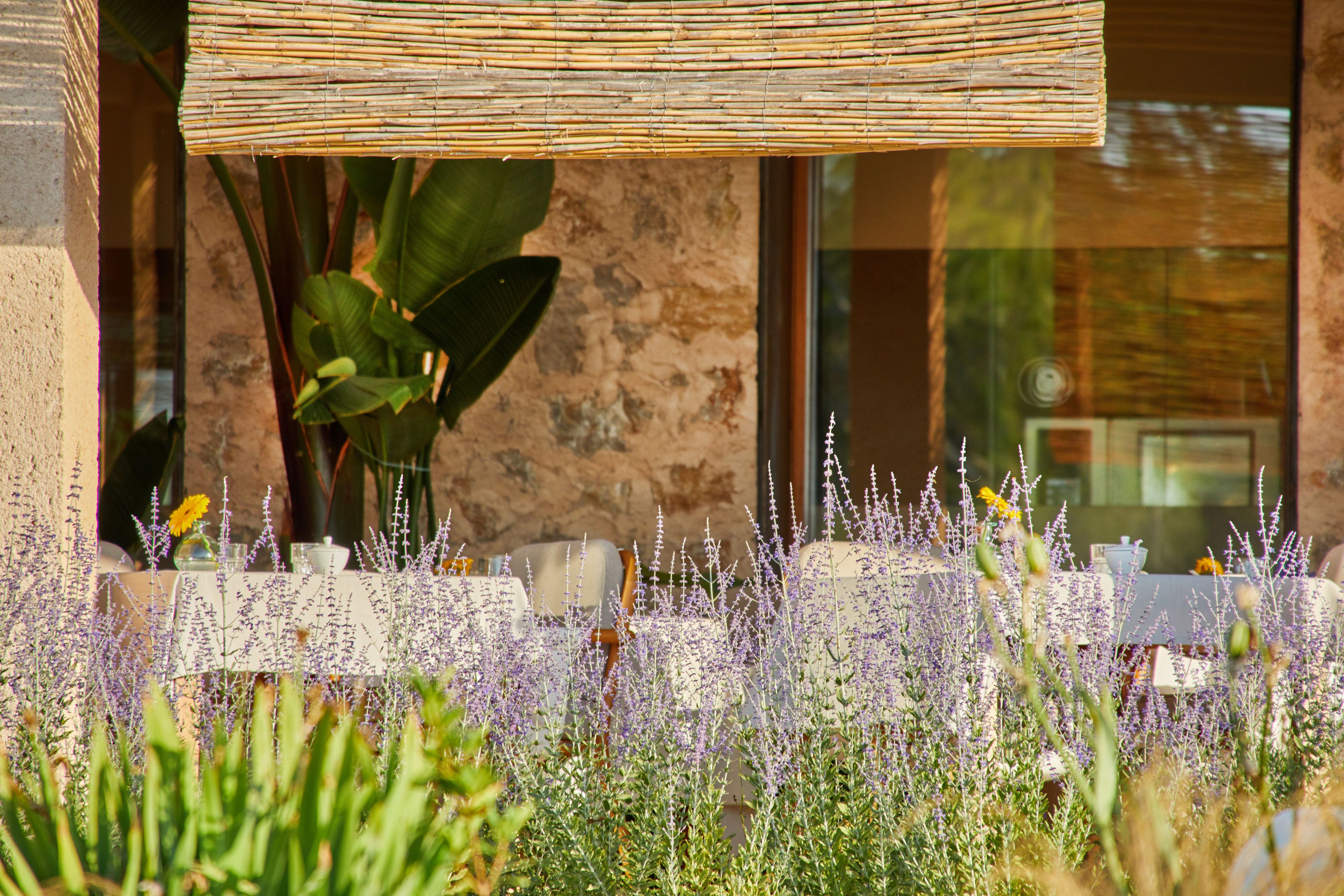 An outdoor seating area with tables and chairs, surrounded by lavender plants.