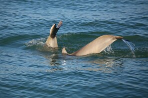 Two dolphins leaping out of the water.