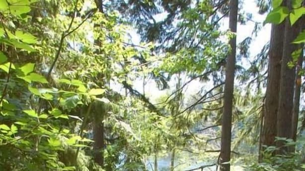 A forested path with a wooden boardwalk leading through dense foliage. - Goss Lake Chalet (Langley)