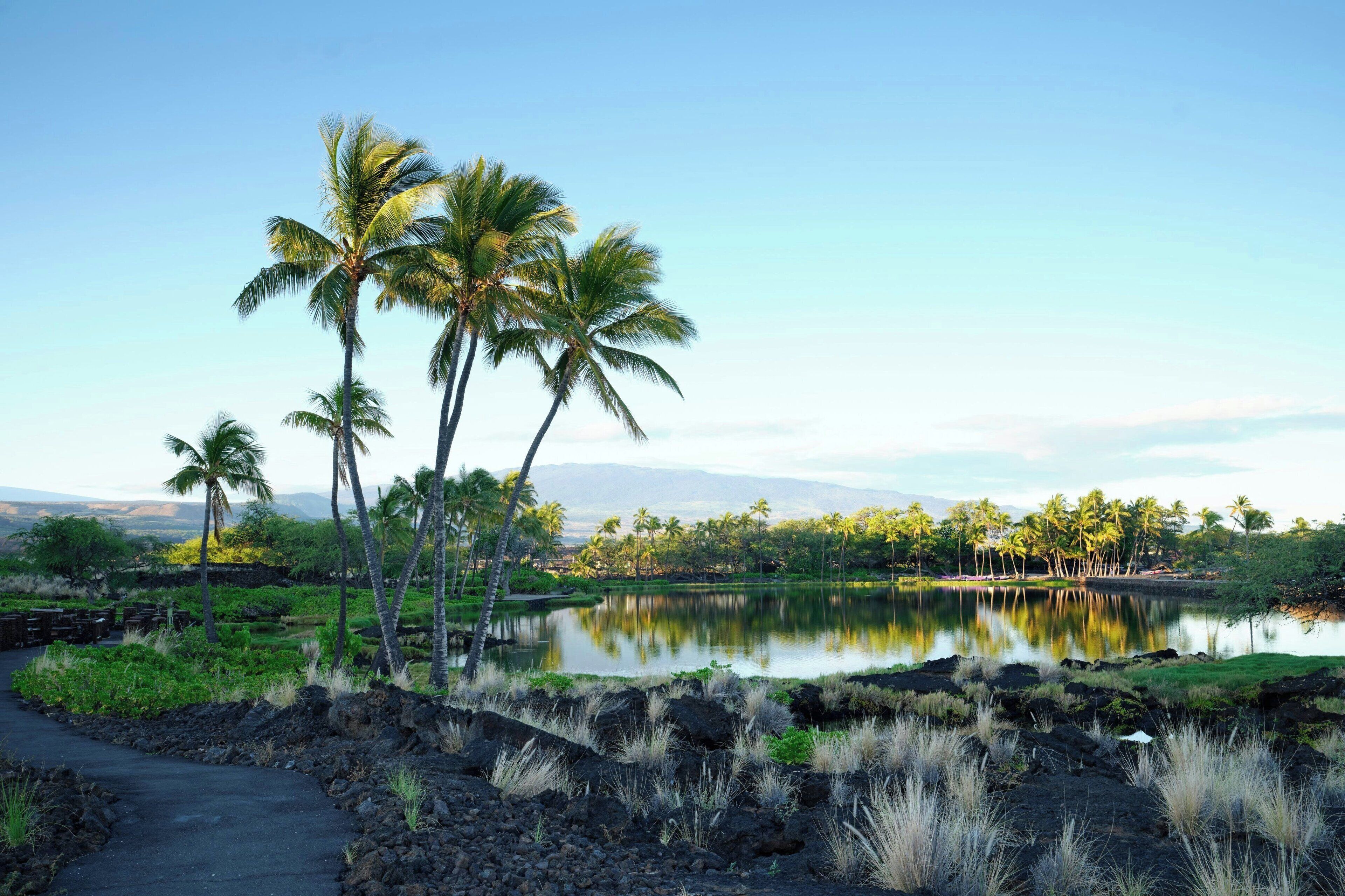 A tropical landscape with a clear sky, a calm lake, and palm trees.