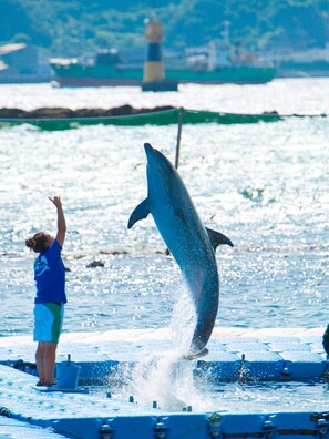 Ein Delfin springt aus dem Wasser, während eine Person aufgeregt die Hand hebt.