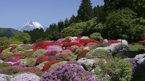 A garden with various colorful plants and a mountain in the background. - Odakyu Hotel de Yama (Hakone)