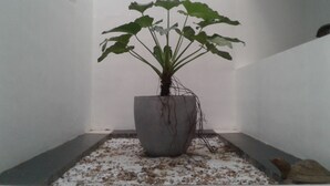 A potted plant in a corner with a tiled floor. - Villa Comfort (Hikkaduwa)
