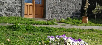 Viola nel Parco