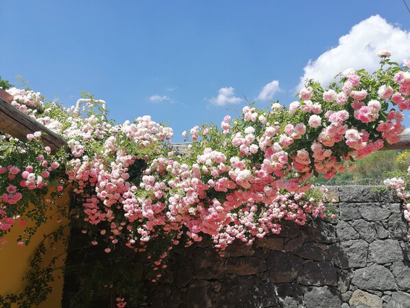 Terrace/patio - Viola nel Parco (Mascali)