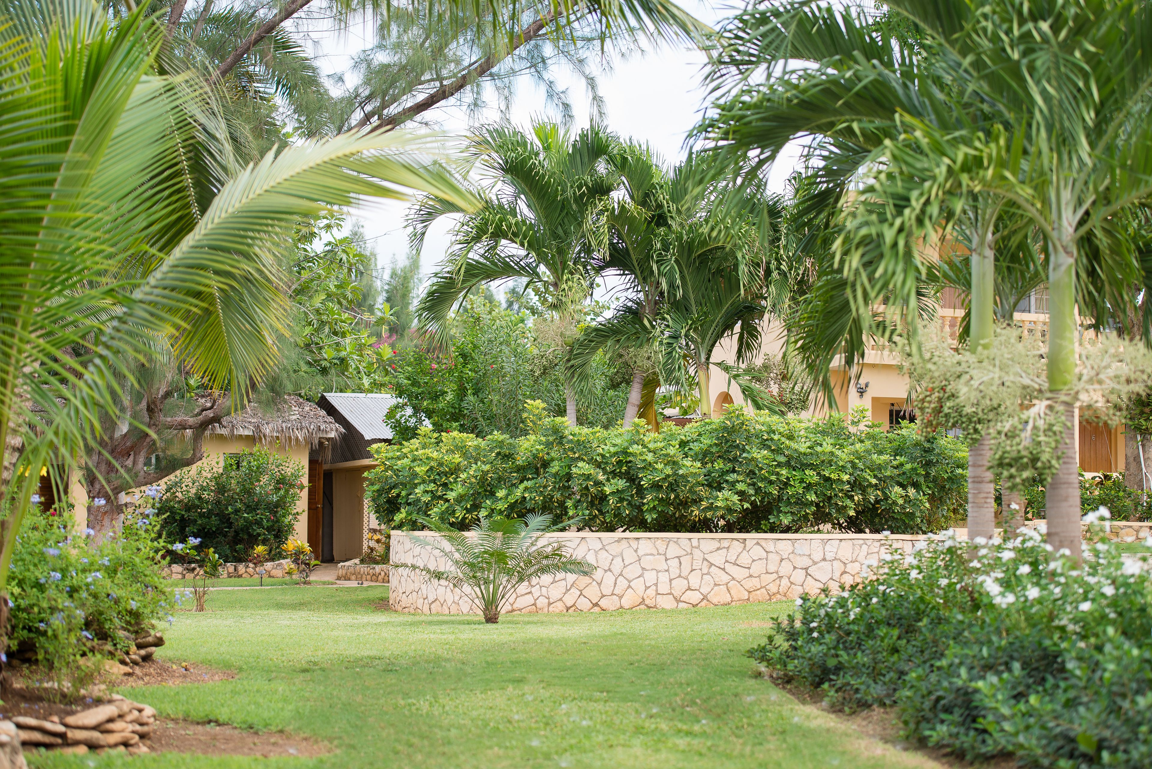 A tropical garden with palm trees, a stone wall, and a thatched-roof building.