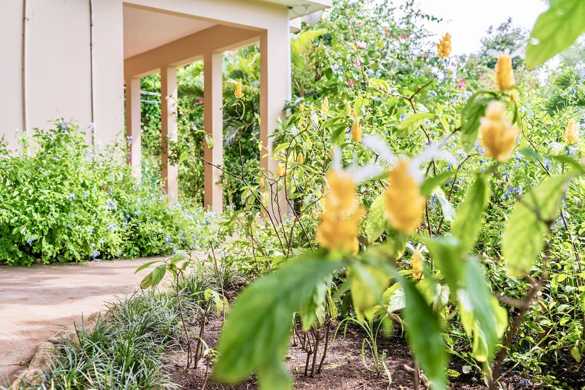 A garden with a variety of plants and flowers, a pathway, and a building with columns.