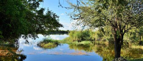 Un lago tranquilo rodeado de abundante vegetación y árboles.