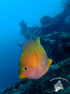 A fish with a yellow body and a blue background.