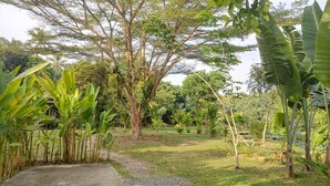 Un jardín con un sendero que lleva a un gran árbol, rodeado de diversas plantas tropicales.
