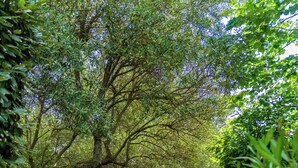 Un sendero de grava bordeado por abundante vegetación y árboles, que serpentea por un parque.