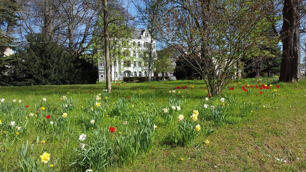 Un parque con un edificio grande al fondo, rodeado de árboles y un campo de flores.
