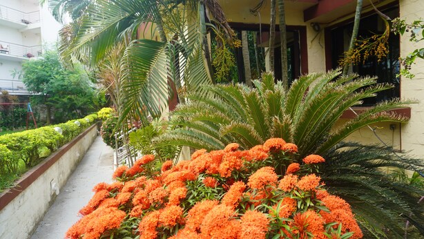 A pathway lined with vibrant orange flowers and lush green foliage, leading to a building with a balcony. - Hotel Dolphin (Kanthi)