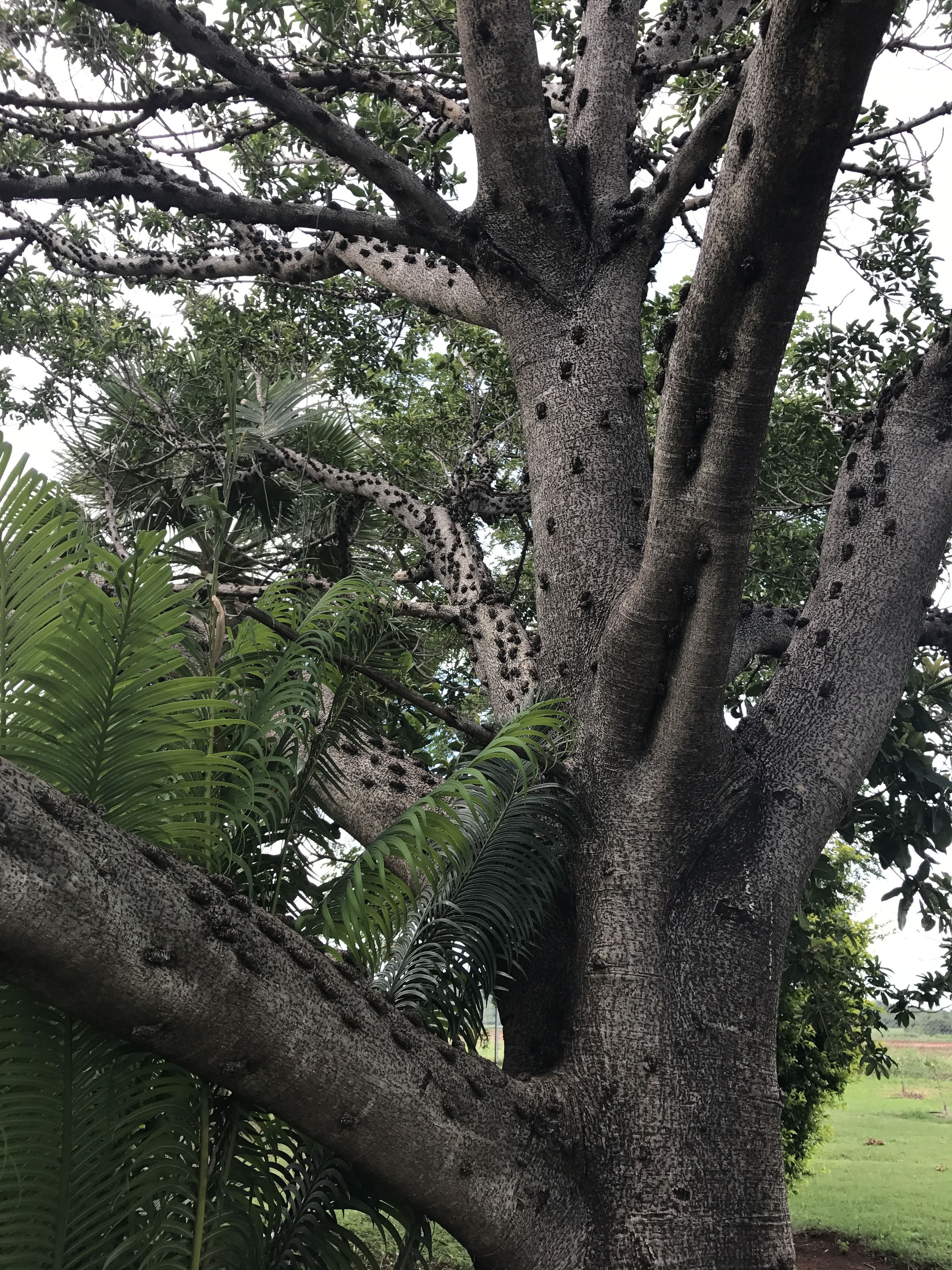 Un albero imponente dalla corteccia ruvida e numerosi buchi, circondato da un rigoglioso fogliame verde.