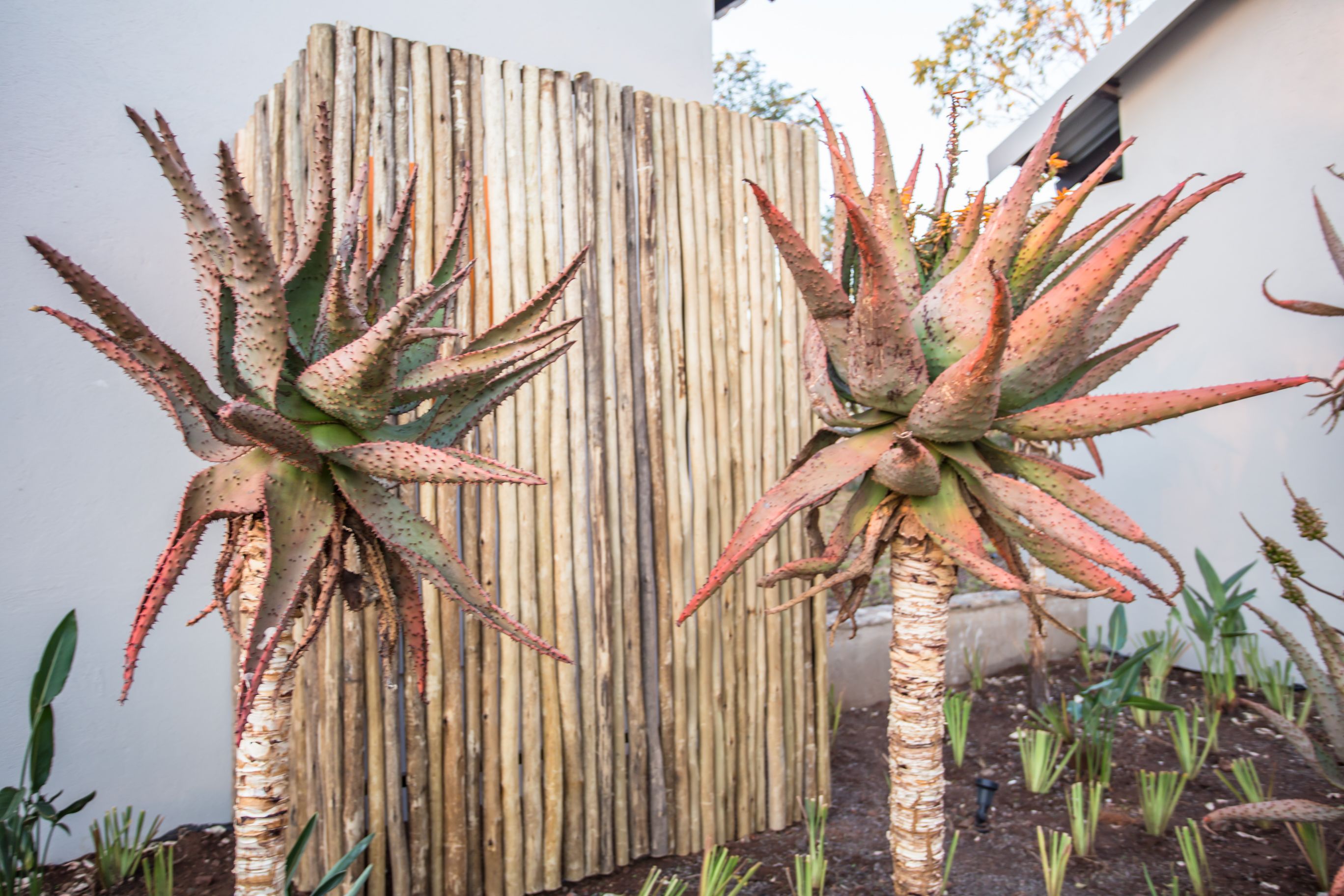 Deux plants d’agave aux feuilles épaisses et pointues, devant une clôture en bois.
