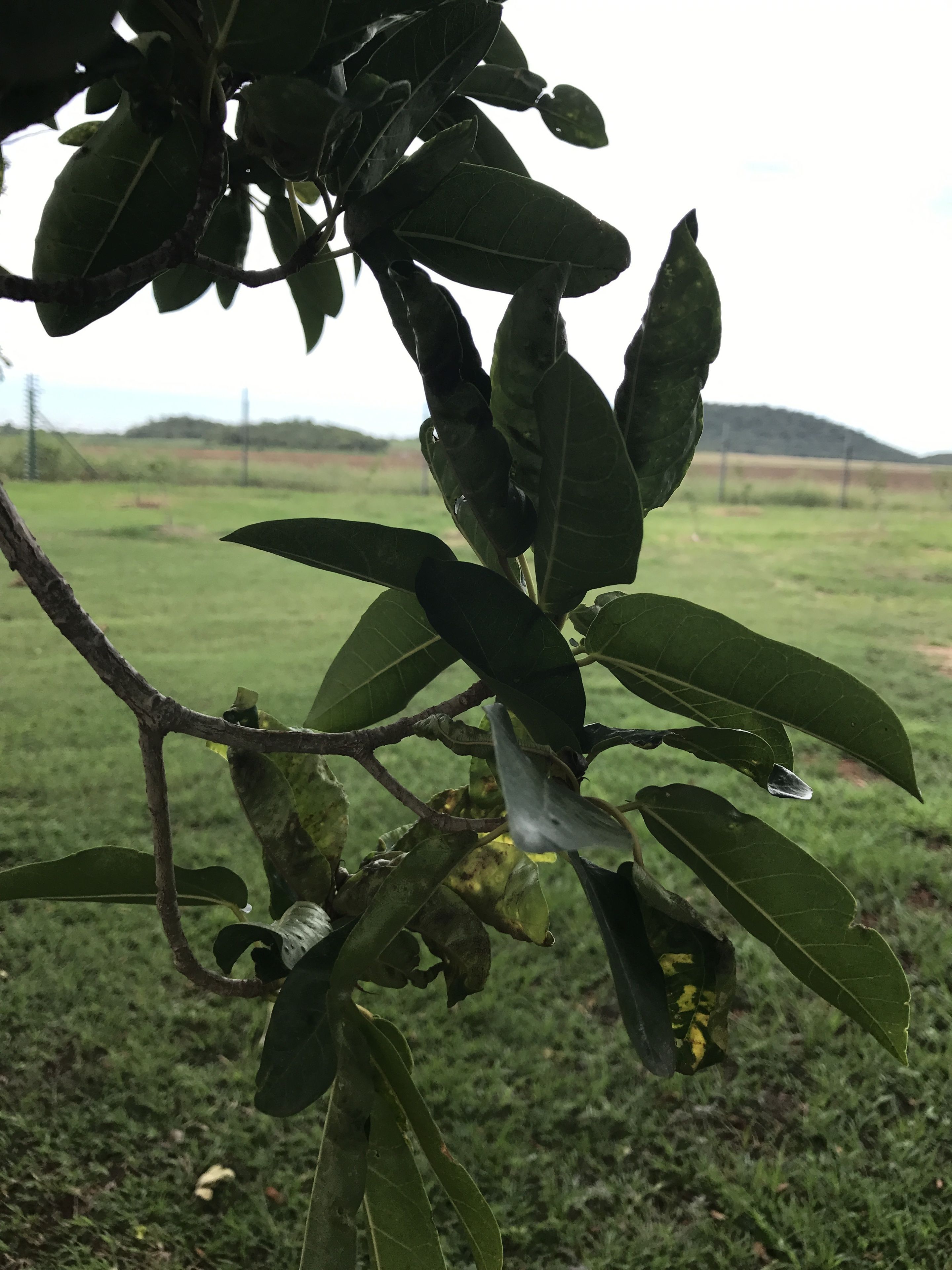 A close-up of a tree branch with green leaves and a few yellow fruits.
