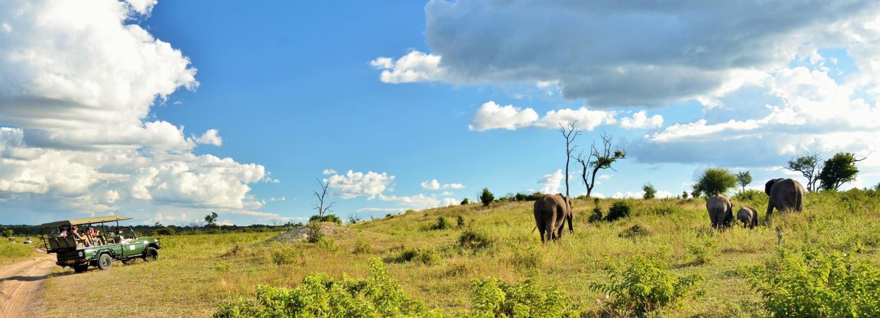 A safari vehicle on a dirt path with elephants in the background.