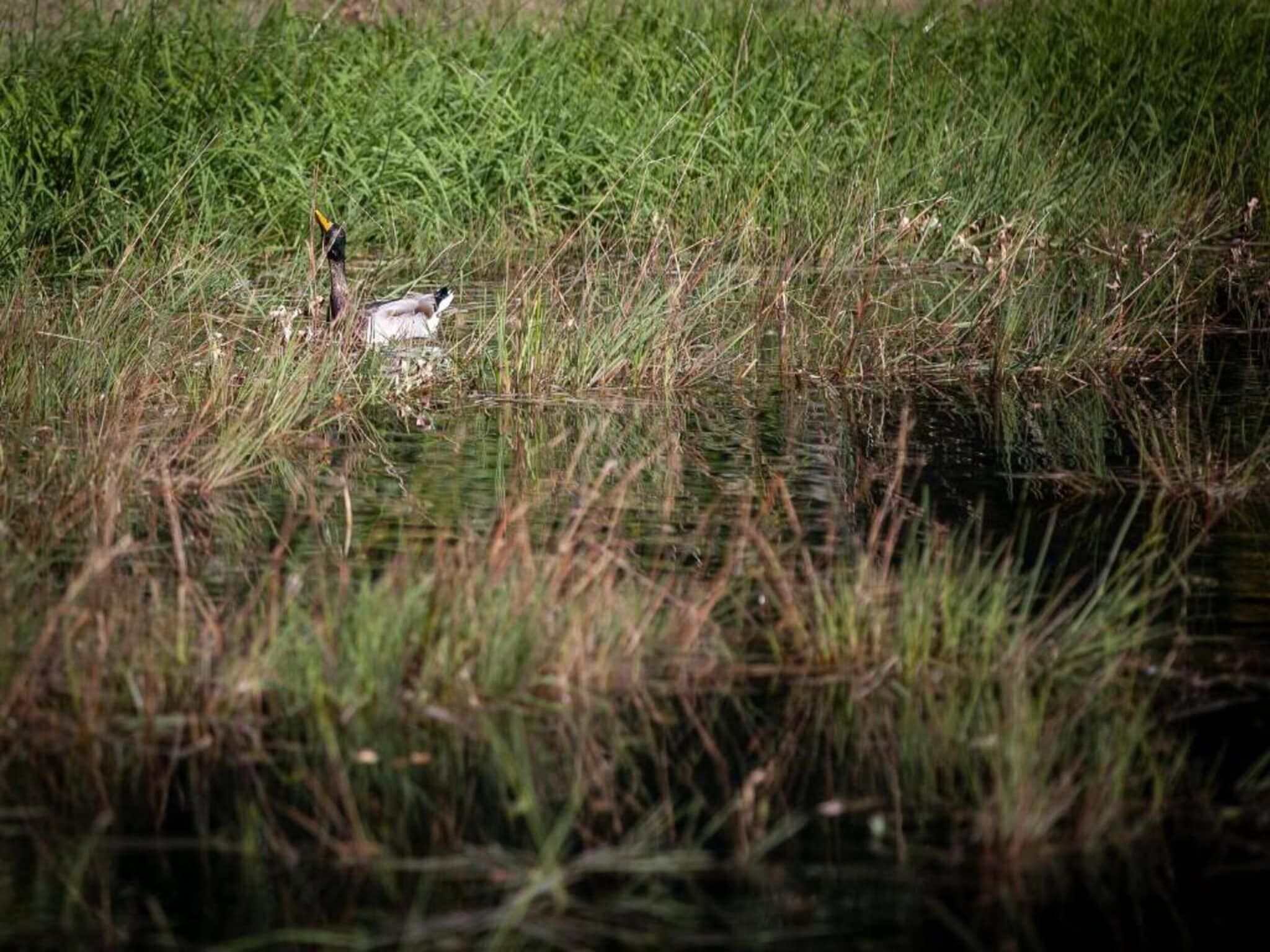 Un oiseau se tient dans une zone herbeuse, près de l’eau.