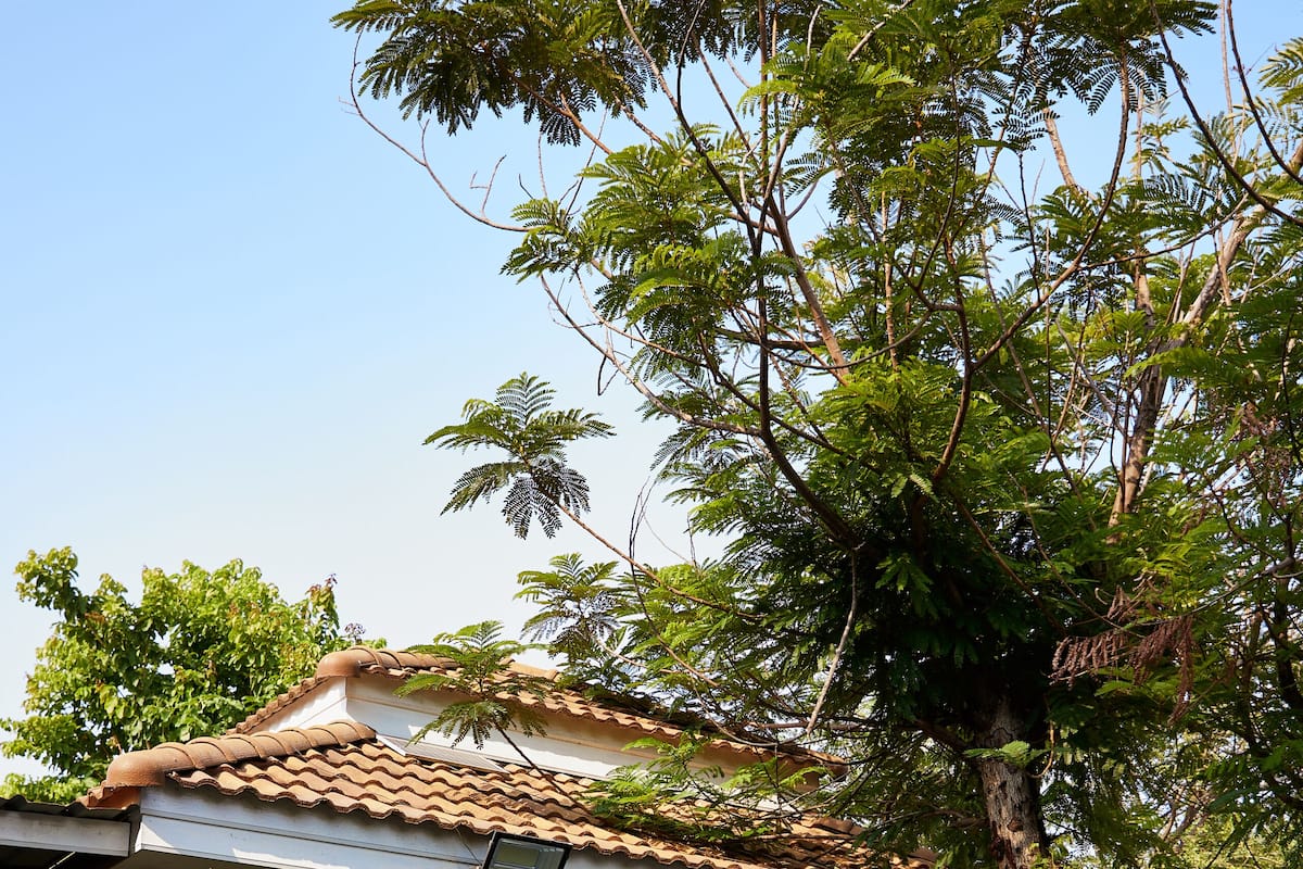 A house with a tiled roof, a window with a green frame, and a tree in front.