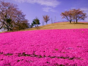 A field of vibrant pink flowers under a clear sky.