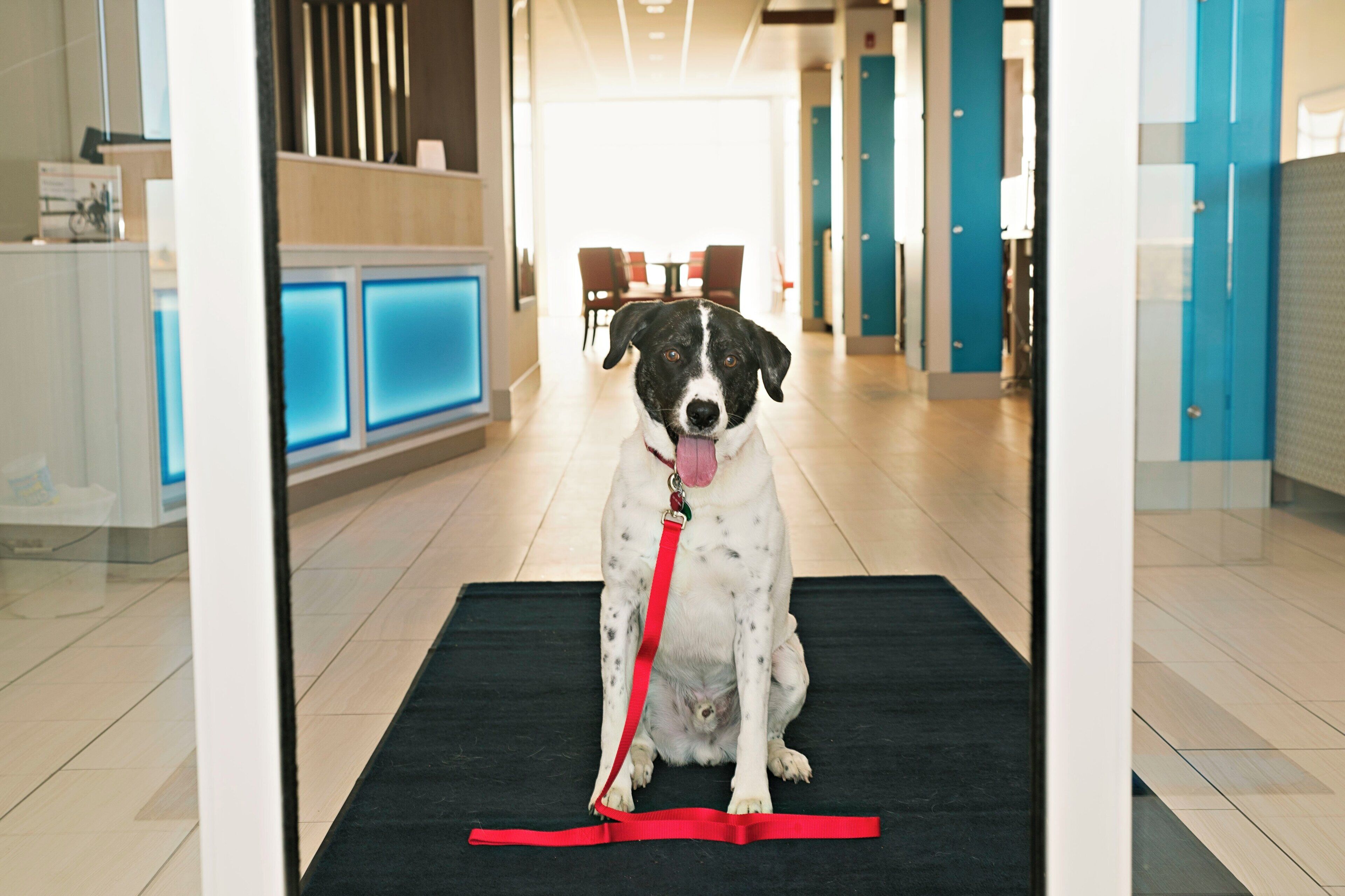 A dog sitting on a black mat in a hotel lobby with a red leash.