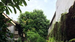 A lush garden with a swimming pool, surrounded by dense foliage and a variety of plants. - Jenny Bunker Homestay (Kuta)