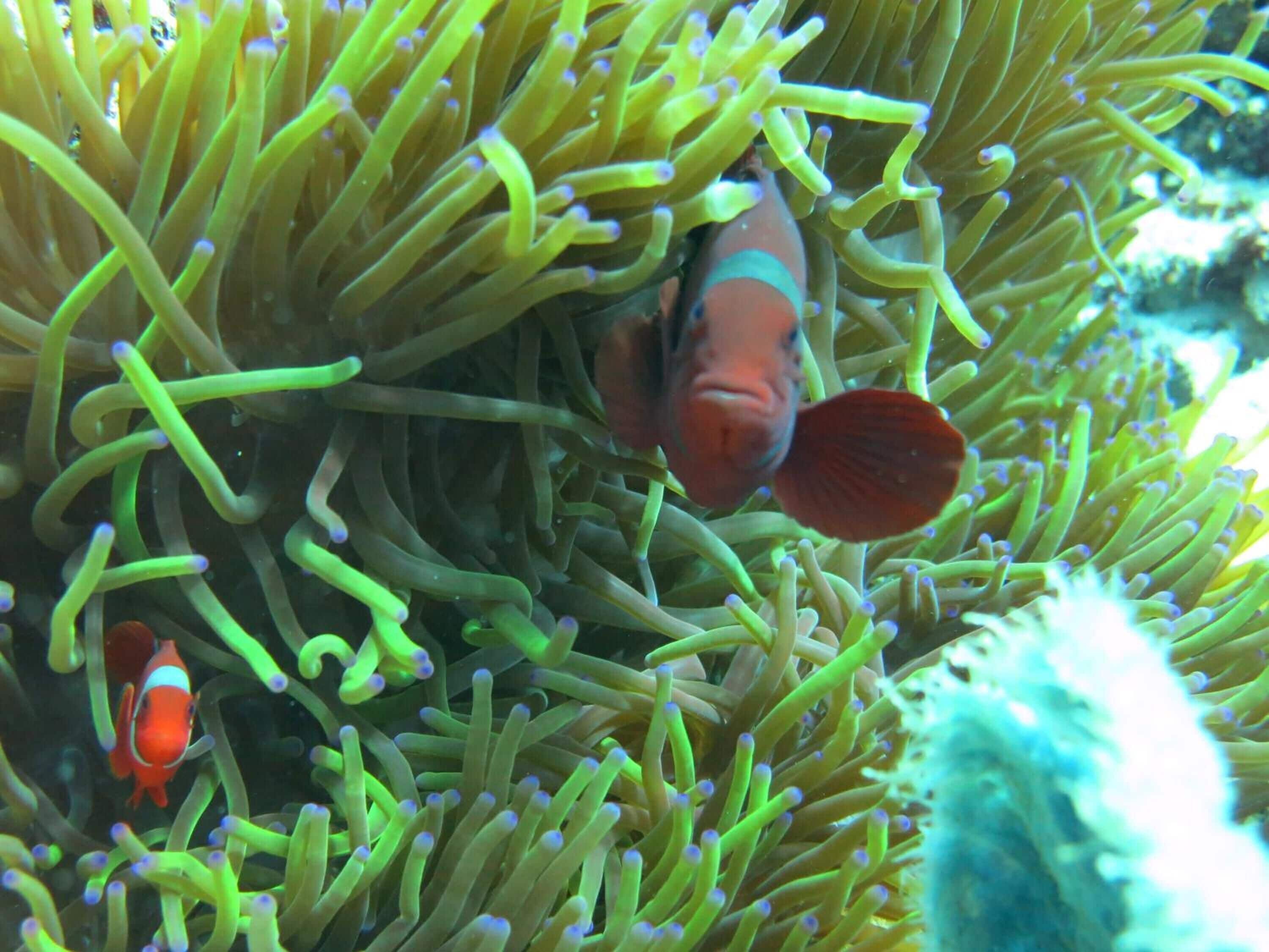 Um peixe entre tentáculos de anêmona.