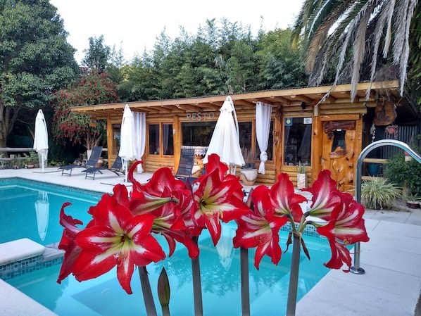 Poolside bar - Pualy Resort & Spa (Loma Verde)