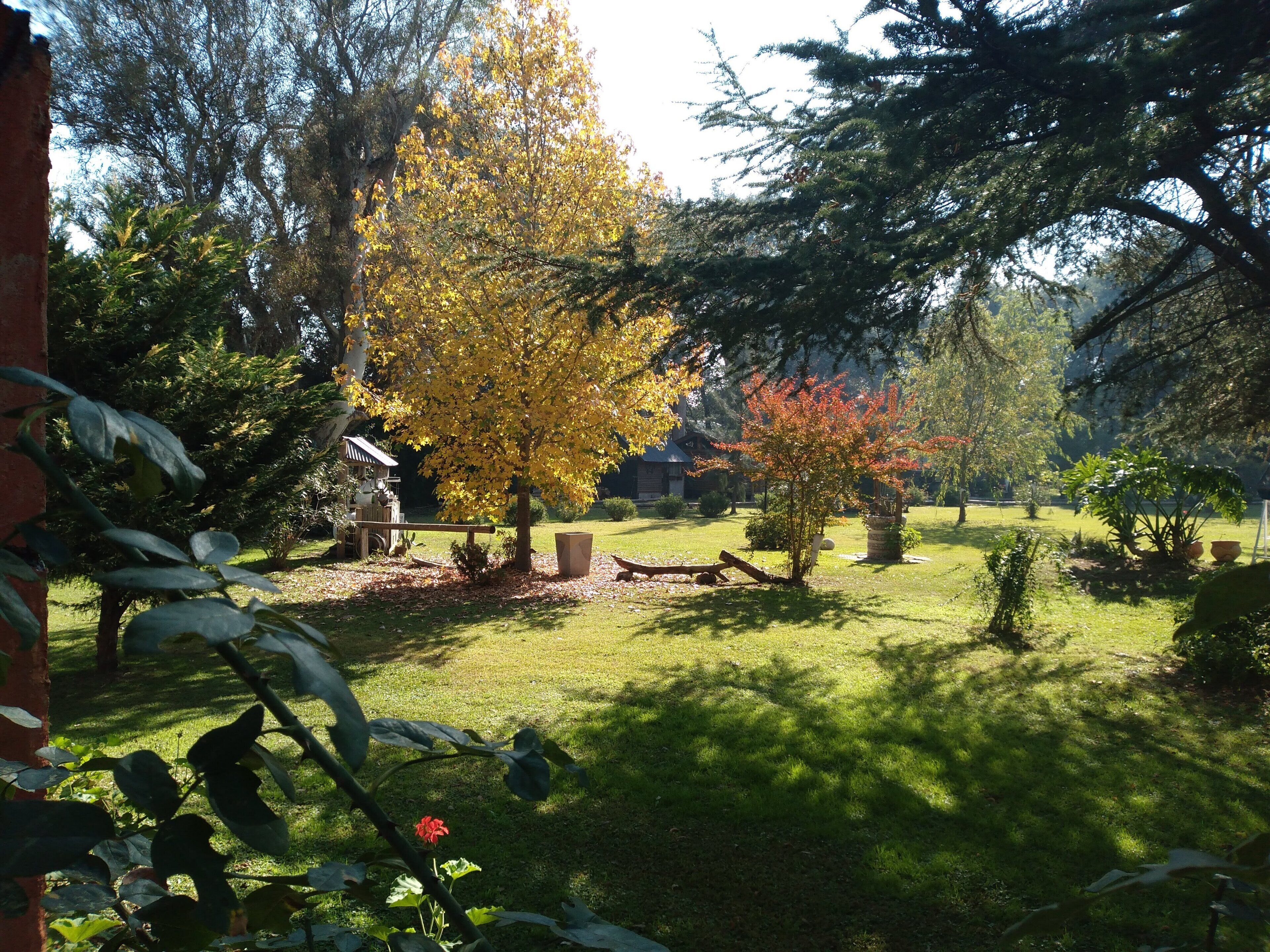 A garden with various trees, a small shed, and a lawn.
