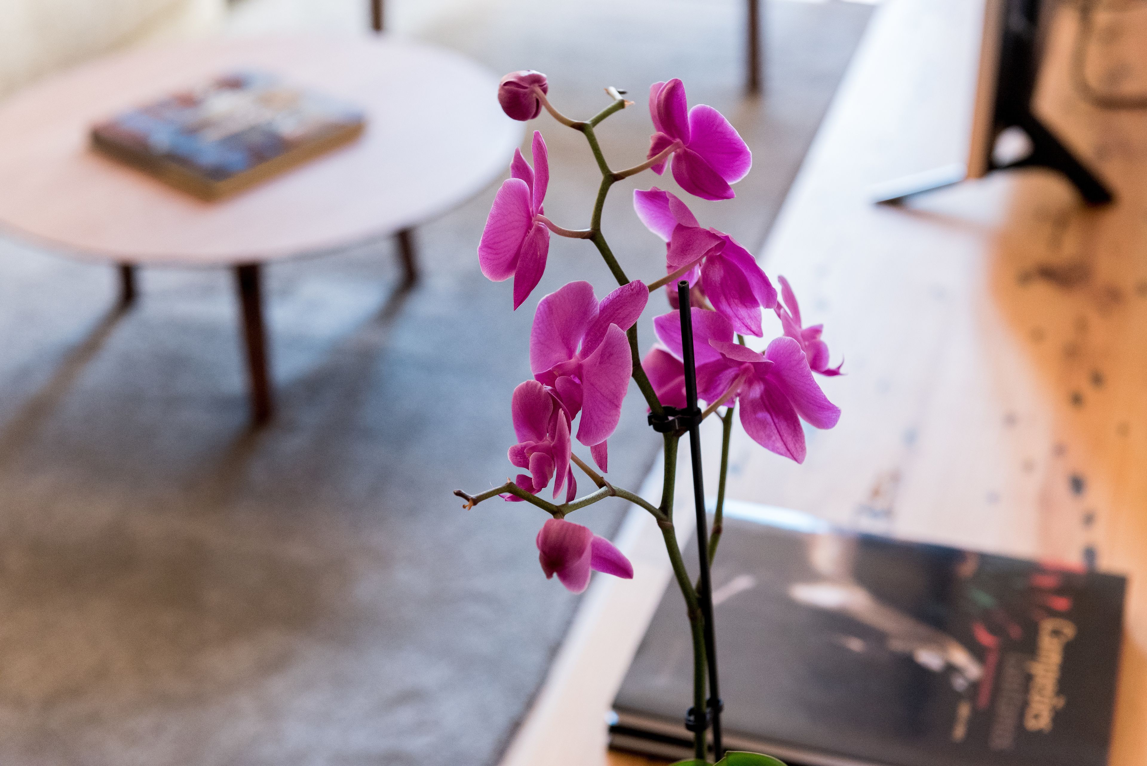 Una orquídea rosa sobre una mesa, con un libro y una revista al fondo.