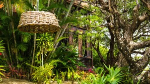 A rustic wooden structure surrounded by dense tropical foliage.