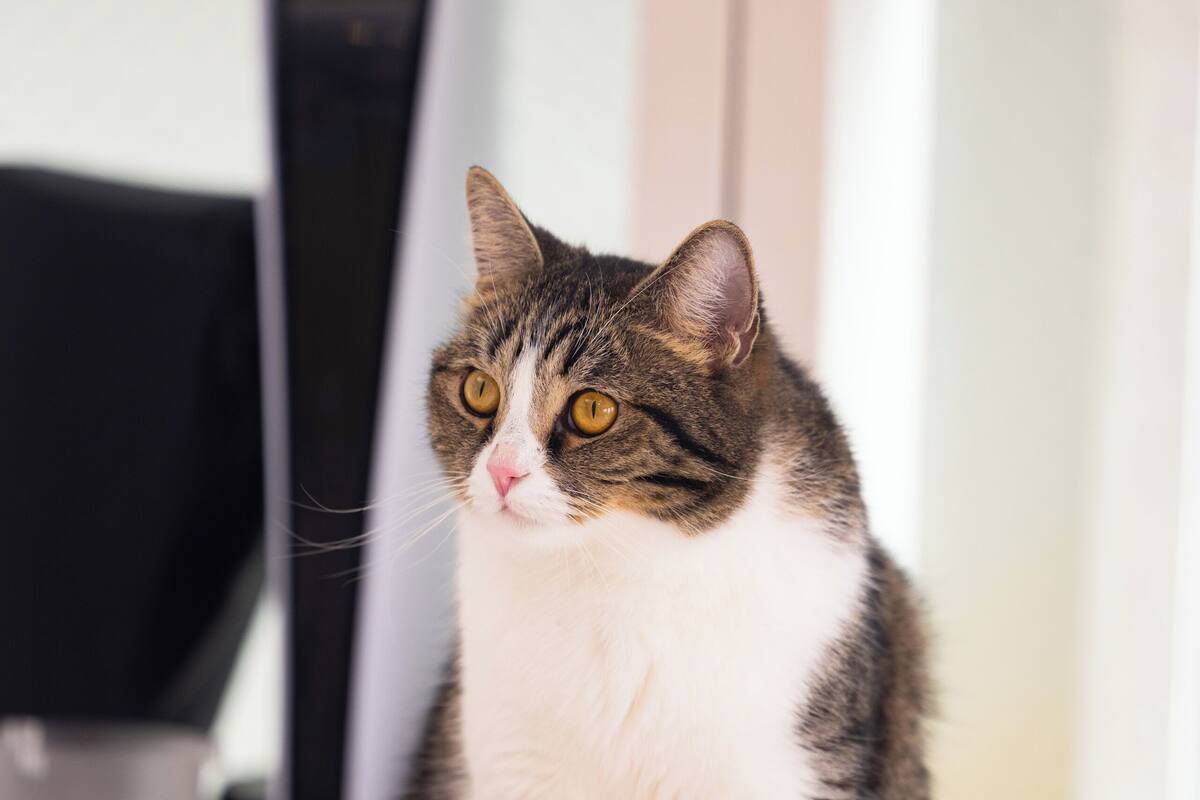 Basic-Zimmer | 1 Schlafzimmer, Bettwäsche