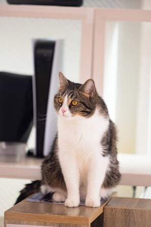 Basic-Zimmer | 1 Schlafzimmer, Bettwäsche