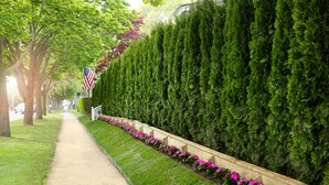 A pathway lined with neatly trimmed hedges and a row of vibrant pink flowers.