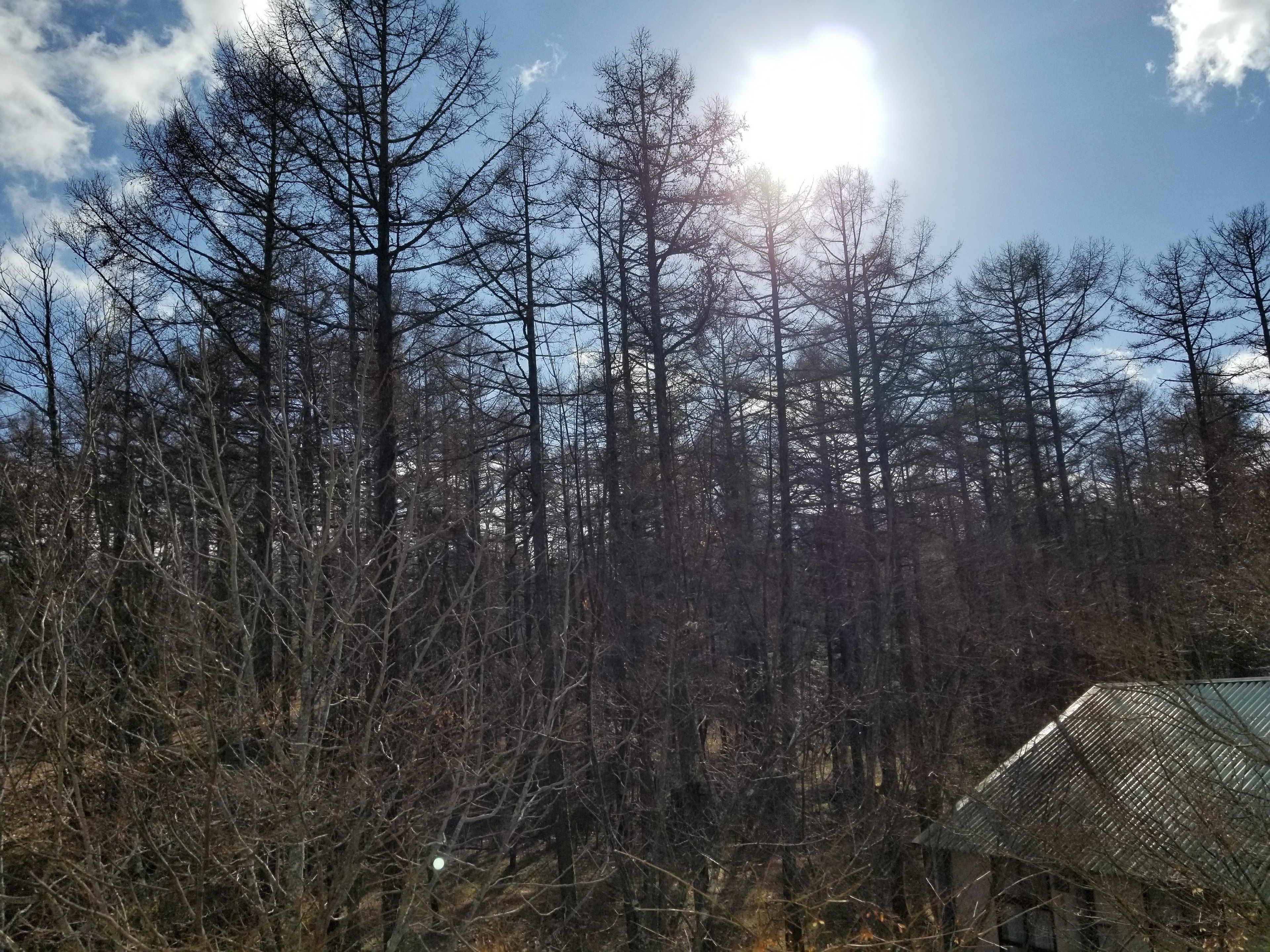 A dense forest with tall, leafless trees and a clear sky.