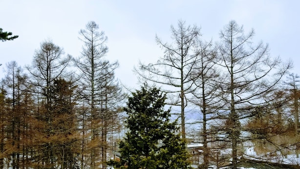 A forest with tall, leafless trees and a snow-covered ground. - Yamanakako-Asahigaoka-Onsen Hotel Seikei (Yamanakako)