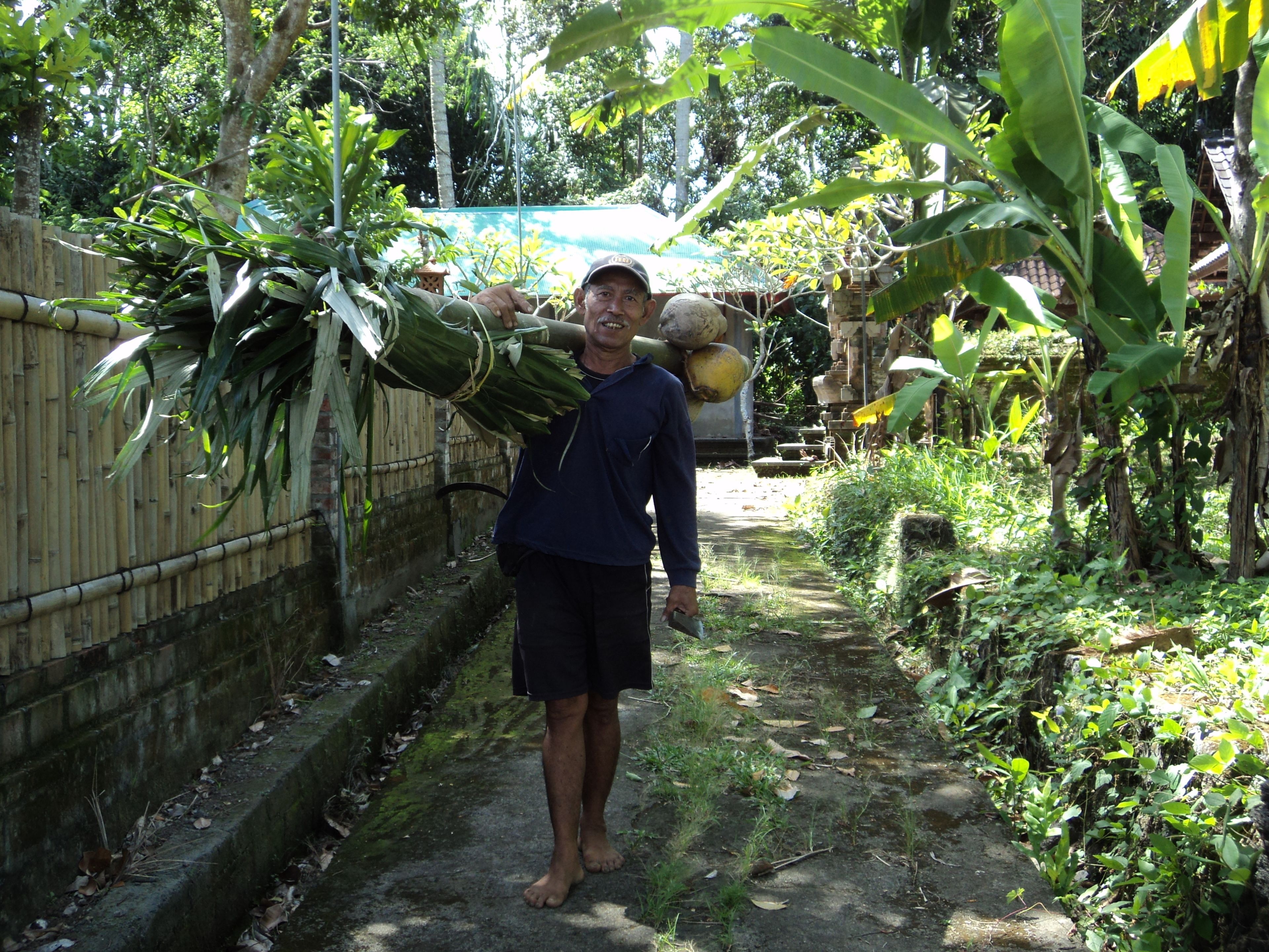 A man carrying a large bundle of green leaves and a yellow object, standing on a narrow path surrounded by lush greenery and a bamboo fence.