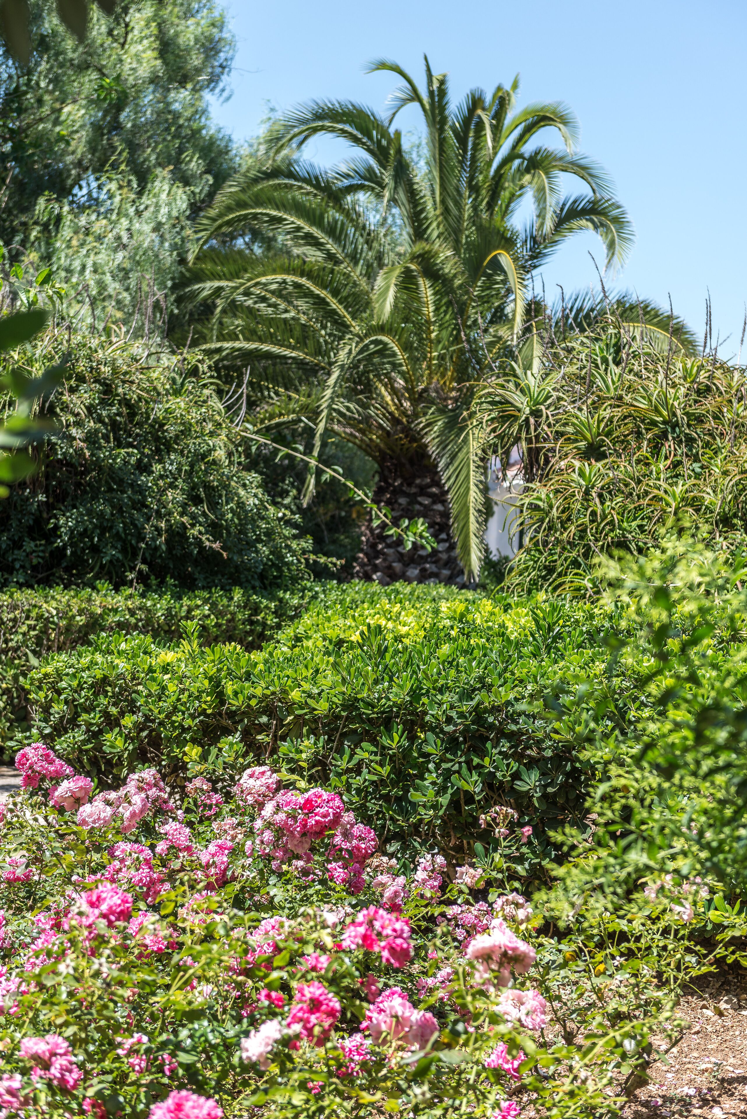 A garden with various plants and flowers, including pink roses and a palm tree.