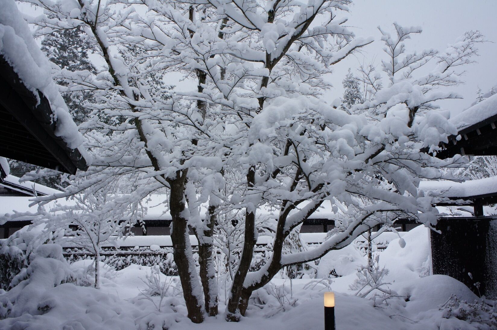 A snow-covered garden with trees and a building in the background.